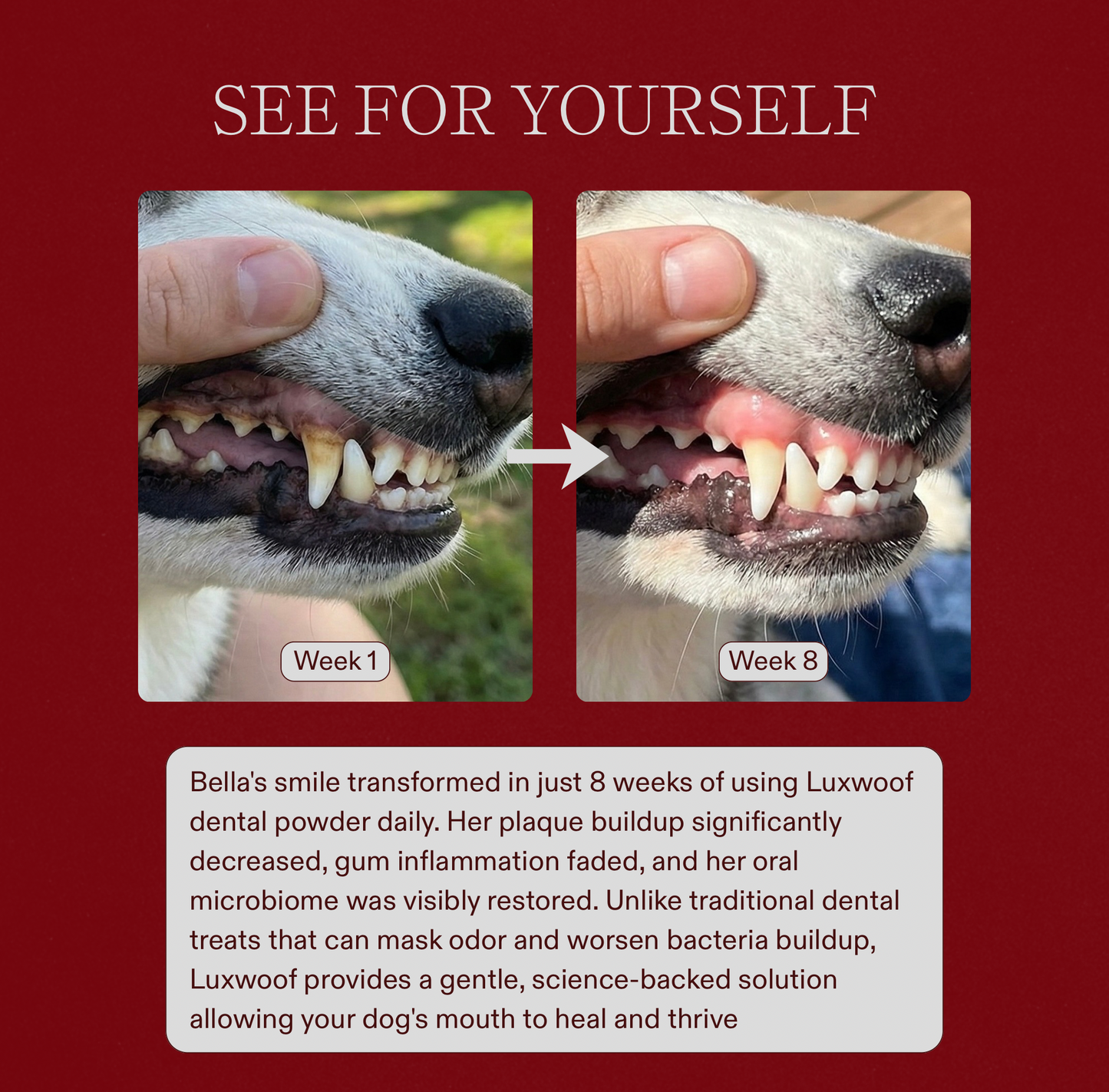 Dog Dental Powder